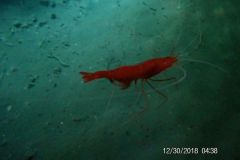 Shrimp-Cave-18